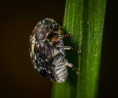 selektiv, fokus fotografering, svart, bille, bug, nærbilde, insekt, litt, makro, dyr i naturen, dyr, dyre temaer, dyreliv, ett dyr, virvelløse, grønn farge, ingen folk, natur, blad, dag, selektiv fokusering, anlegg, dyr kroppsdel, plante del, utendørs, leddyr, zoologi, 4K, CC0, offentlig domene, opphavsrett gratis