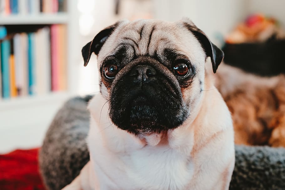fawn pug, et dyr, dyr, hunde, indenlandske, hund, pattedyr, kæledyr, dyre temaer, husdyr, skød hund, mops, hvirveldyr, portræt, indendørs, kigger på kameraet, fokus på forgrunden, tæt på, lille, dyr kropsdel, hjem interiør, ingen mennesker, dyr hoved, renraset hund, 4K