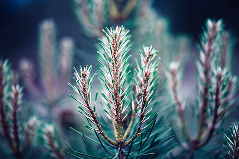 branca, arbre, pi, primavera, blau, verd, bokeh, DOF, bosc, creixement, planta, primer pla, bellesa a la natura, naturalesa, centrar-se en primer pla, dia, cap gent, color verd, a l'aire lliure, tranquil·litat, enfocament selectiu, agricultura, full, cultiu, part de la planta, planta suculenta, llum solar, camp, terra, arbre de coníferes, 4K, CC0, domini públic, lliure de regalies