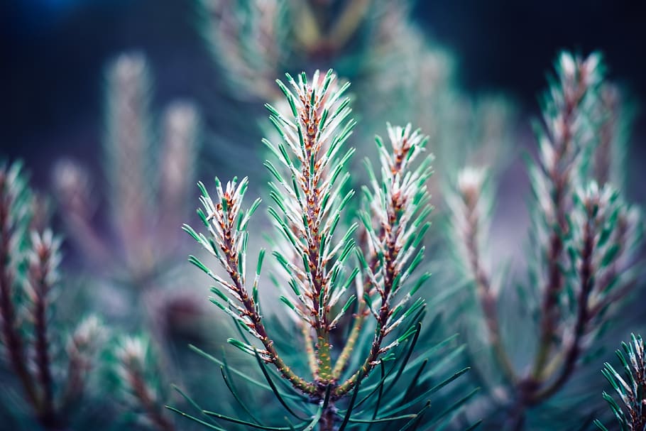 branca, arbre, pi, primavera, blau, verd, bokeh, DOF, bosc, creixement, planta, primer pla, bellesa a la natura, naturalesa, centrar-se en primer pla, dia, cap gent, color verd, a l'aire lliure, tranquil·litat, enfocament selectiu, agricultura, full, cultiu, part de la planta, planta suculenta, llum solar, camp, terra, arbre de coníferes, 4K