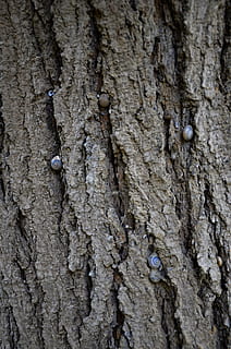 boom textuur, aard textuur, structuur, natuur, boom, patroon, hout, ontwerp, fabriek, natuurlijk, zomer, oppervlakte, ruw, houten, schors, romp, getextureerde, achtergronden, volledig kader, boomstam, detailopname, plantenschors, geen mensen, hout - materiaal, selectieve aandacht, dag, buitenshuis, natuurlijk patroon, dierlijke thema's, dierenleven, groei, getextureerd effect, 4K, CC0, publiek domein, royaltyvrij