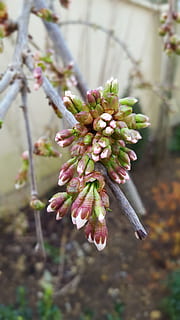 flor, primavera, Pascua de Resurrección, nacimiento, floración, planta, naturaleza, rosado, floral, jardín, blanco, floreciente, rama, pétalos, botánico, crecimiento, centrarse en primer plano, de cerca, árbol, día, nadie, planta floreciendo, belleza en la naturaleza, frescura, fragilidad, vulnerabilidad, al aire libre, brote, enfoque selectivo, ramita, cabeza de flor, 5K, CC0, dominio público, libre de derechos