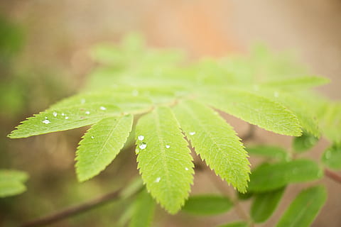 natur, dråbe, blad, folder, grøn, makro, tæt på, efterår, humør, Skov, plante del, grøn farve, plante, vækst, ingen mennesker, skønhed i naturen, selektiv fokusering, dag, mad, friskhed, vand, mad og drikke, udendørs, våd, fokus på forgrunden, urt, dug, 5K, CC0, offentligt domæne, royaltyfrie