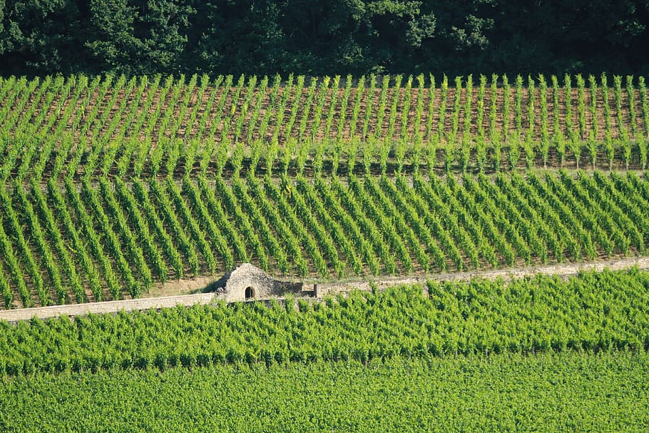 França, Beaune, planta, creixement, paisatge, agricultura, color verd, escena rural, camp, cultiu, terra, arbre, granja, naturalesa, bellesa a la natura, escenics - natura, cap gent, dia, escena tranquil·la, medi ambient, tranquil·litat, plantació, a l'aire lliure, cobertura, 4K