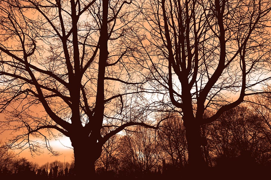 arbre, branca, arbre nu, branca nu, silueta, arbre d’hivern, arbre caducifoli, embolic de branques, enredat, estacional, posta de sol, cel vermell de gener, planta, cel, bellesa a la natura, cap gent, tranquil·litat, naturalesa, escenics - natura, tronc de l'arbre, tronc, a l'aire lliure, escena tranquil·la, bosc, escena no urbana, terra, vespre, planta morta, 4K