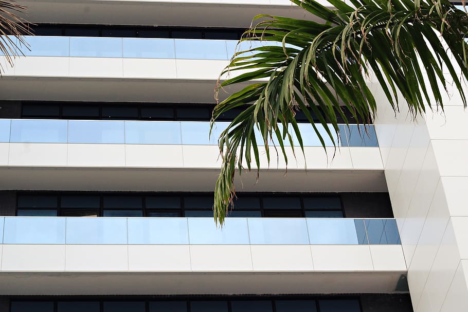 decoració de la llar, arbre, finestra, Palmera, planta, arecaceae, edifici, arquitectura, balcó, edifici d'oficines, arbor, a l'aire lliure, jardí, fons de pantalla, disseny, estiu, ombra de la finestra, cortina, obturador, claraboia, estructura construïda, vista d’angle baix, exterior de l'edifici, cap gent, naturalesa, dia, modern, creixement, vidre - material, cel, oficina, clima tropical, ciutat, exterior d’edifici d’oficines, fulla de palma, 5K