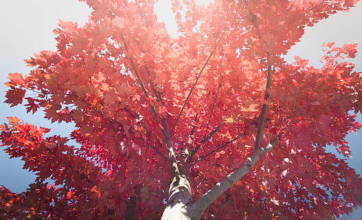 arbre de fulles vermelles, arbre, planta, maple, perspectiva, canvi, dosser, gratitud, parc, a l'aire lliure, rosa, pícnic, brillant, caure, la consciència, conscient, contrast, fulles, temporades, sortida del sol, tardor, vista d’angle baix, creixement, bellesa a la natura, branca, naturalesa, dia, cap gent, vermell, flor, cel, planta amb flors, tranquil·litat, frescor, full, fulla d'auró, flor de cirerer, cirerer, copa de l'arbre, 5K, CC0, domini públic, lliure de regalies