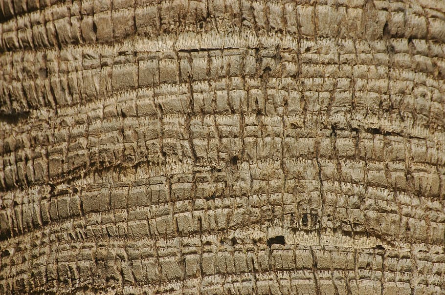 escorça, arbre, estructura, naturalesa, tribu, fusta, registre, planta, patró, textura, primer pla, marc complet, fons, cap gent, dia, patró natural, aspre, a l'aire lliure, el passat, història, animal, pell d’animals, vell, marró, disseny, anell d’arbre, 2K