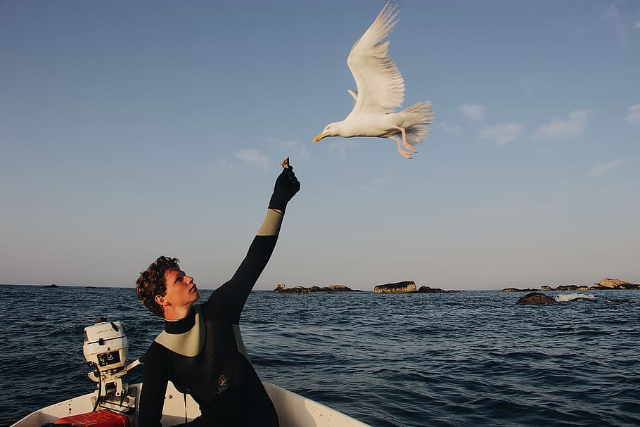 home alimentant ocells, animal, ocell, gavina, volant, humà, persona, mar, vaixell, peix, pesca submarina, alimentació, hora daurada, noi, ocell volador, alimentació d'aus, línia de l’horitzó, Mar profund, horitzó, alimentació de gavines, roba, aigua, cel, estils de vida, persones reals, activitat d'oci, una persona, bellesa a la natura, vertebrats, naturalesa, dones joves, adult jove, escenics - natura, dia, dones, horitzó sobre l’aigua, braç humà, a l'aire lliure, 5K