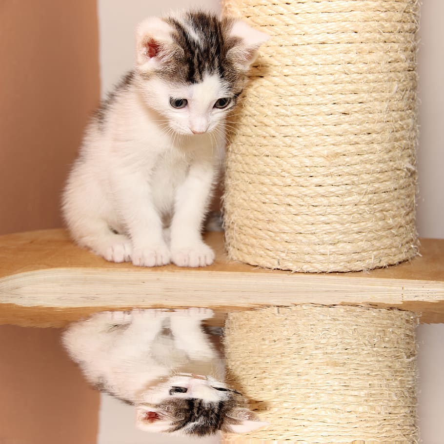 chat, petit, Jeune, en miroir, chaton, mignonne, animal de compagnie, animal, charmant, visage, sucré, blanc, portrait, duveteux, femelle, marrant, thèmes animaux, mammifère, national, animaux domestiques, un animal, chat domestique, félin, vertébré, à l'intérieur, personne, regarder la caméra, réflexion, relaxation, moustache, séance, bois - matériau, 5K