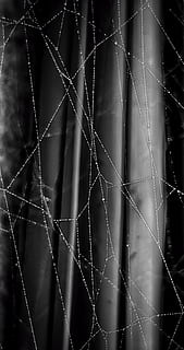 ragnatela, web, luce, stringhe, filoni, ancora, bianco e nero, goccioline, gocciolina, buco, vene, ruggine, filo, strumento musicale, clarinetto, serratura, animale, uccello, Agelaius, merlo, avvicinamento, fragilità, modello, nessuno, concentrarsi sulle conoscenze acquisite, vulnerabilità, fotogramma intero, natura, sfondi, far cadere, complessità, bellezza nella natura, all'aperto, giorno, ragno, modello naturale, sicurezza, sfondo nero, rugiada, 2K, CC0, dominio pubblico, privo di copyright