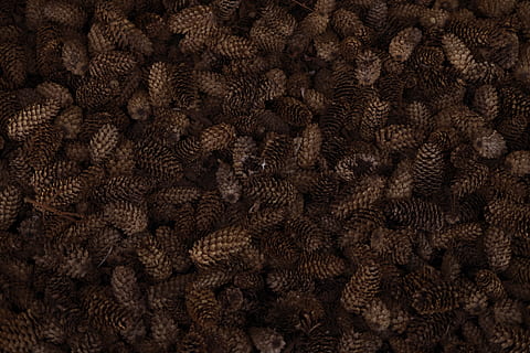brune pinecones, tæppe, udendørs, vand, dyr, hav liv, hav, rev, ocean, kunst, koralrev, bikage, honning, mad, grankogle, struktur, mønster, natur, moderne kunst, ornament, fraktal, fuld ramme, baggrunde, Brun, ingen mennesker, overflod, stor gruppe af objekter, mad og drikke, tæt på, tekstureret, indendørs, tekstil, studio skud, industri, sort farve, sæk, gentagelse, landbrug, direkte over, udsmykkede, 4K, CC0, offentligt domæne, royaltyfrie
