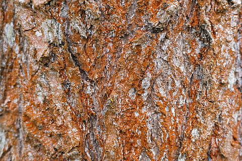 tre, bark, furu, natur, skog, mønster, struktur, full ramme, bakgrunn, strukturert, ujevn, trestamme, stamme, ingen folk, nærbilde, brun, plantebark, dag, forvitret, rock-objekt, utendørs, stein, anlegg, fast, lichen, teksturert effekt, 5K, CC0, offentlig domene, opphavsrett gratis
