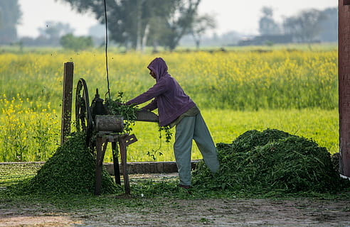 Cutter, Arbeit, Maschine, Werkzeug, Bauernhof, bauernhofleben, Pakistan, Dorf, Pflanze, echte Menschen, eine Person, Feld, Land, in voller Länge, Frau, grüne Farbe, Legere Kleidung, Seitenansicht, Lebensstile, Natur, Wachstum, Baum, Tag, Gelb, Landschaft, Freizeitbeschäftigung, draußen, Farmer, 2K, CC0, gemeinfrei, lizenzfrei