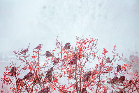 uccelli, arroccato, rosso, leafed, rami d'albero, albero, uccello, inverno, la neve, freddo, congelato, foglia, corvo, natura, ramo, stagione, all'aperto, brina, pianta, sfondi, bellezza nella natura, fiore, avvicinamento, freddo - temperatura, blu, ghiaccio, cielo, fiorire, bianca, testa di fiore, giorno, primavera, petalo, autunno, tempo metereologico, nessuno, 5K, CC0, dominio pubblico, privo di copyright