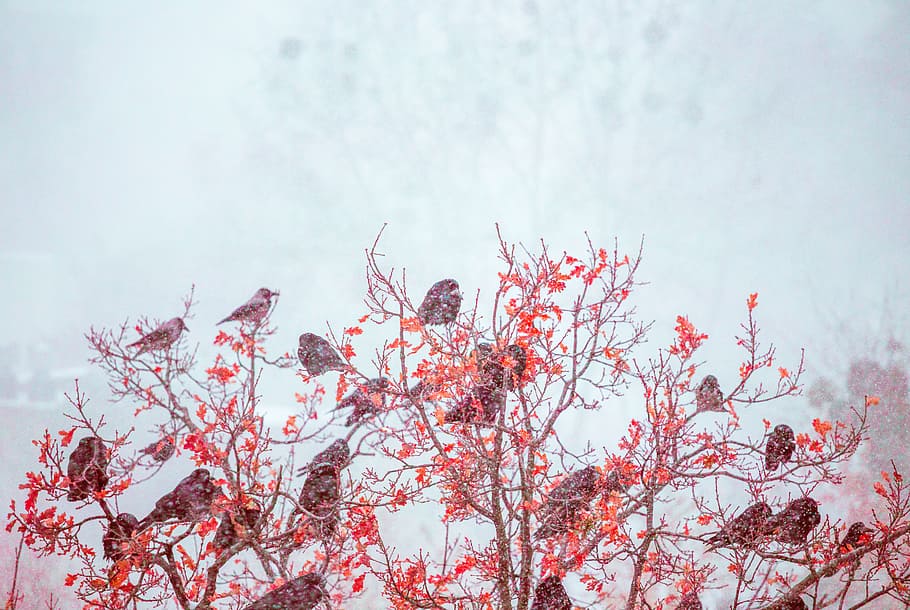 ocells, posat, vermell, fulles, branques dels arbres, arbre, ocell, hivern, neu, fred, congelat, full, Corb, naturalesa, branca, temporada, a l'aire lliure, gelades, planta, fons, bellesa a la natura, flor, primer pla, fred - temperatura, blau, gel, cel, blanc, cap de flor, dia, primavera, pètal, tardor, temps, cap gent, 5K