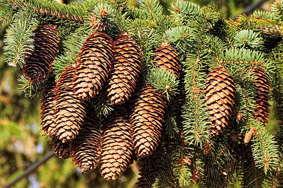 aixeta, pinyes, naturalesa, arbre, avet, agulles, fusta tova, tardor, planta, creixement, color verd, cap gent, dia, bellesa a la natura, pinya de pi, primer pla, centrar-se en primer pla, tranquil·litat, planta suculenta, terra, a l'aire lliure, llum solar, camp, cactus, arbre de coníferes, pi, 4K