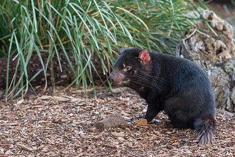diable tasman, tassie diable, diable, marsupial, en perill d’extinció, mamífer, vida salvatge, carnívor, fauna, carnívora, capturador, australià, vida silvestre australiana, animal australià, un animal, vertebrats, fauna animal, color negre, animals a la natura, cap gent, naturalesa, terra, dia, vista lateral, centrar-se en primer pla, a l'aire lliure, camp, planta, bigotis, primer pla, vista del perfil, 4K, CC0, domini públic, lliure de regalies