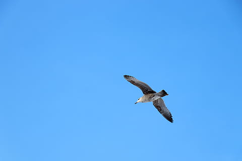 céu, fundo, pássaro, voar, azul, líquido, em branco, cor, espaço aberto, modelo, gaivota, animais selvagens, animal, temas animais, animais em estado selvagem, vertebrado, vôo, um animal, asas abertas, visão de baixo ângulo, céu limpo, copie o espaço, ninguém, Ave de rapina, ar, natureza, ao ar livre, liberdade, procurando, 5K, CC0, domínio público, royalty free