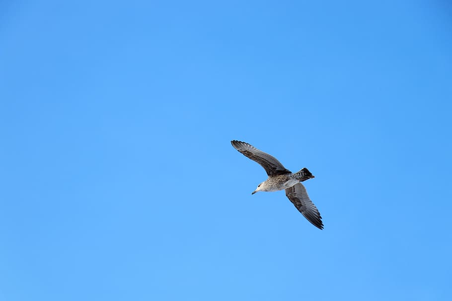 himmel, baggrund, fugl, flyvningen, blå, net, blank, farve, åbent rum, skabelon, måge, dyreliv, dyr, dyre temaer, dyr i naturen, hvirveldyr, flyvende, et dyr, spredte vinger, lav vinkel visning, skyfri himmel, kopiere plads, ingen mennesker, rovfugl, Midt i luften, natur, udendørs, frihed, søger, 5K