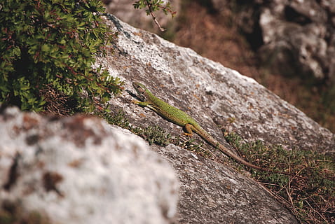 grüne Eidechse, Tier, Eidechse, Reptil, Baum, Pflanze, Nadelbaum, Natur, Grün, Gecko, Boden, Leguan, Lärche, Rock, anole, Schiefer, Baumstamm, abies, Tanne, Tierthemen, ein Tier, Tierwelt, Tiere in freier Wildbahn, Wirbeltier, keine Leute, solide, Tag, Rock - Objekt, selektiver Fokus, draußen, High Angle View, grüne Farbe, 4K, CC0, gemeinfrei, lizenzfrei