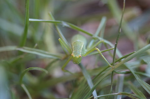 grasshopper, insect, grass, meadow, close up, macro, viridissima, animal, nature, green, creature, skip, camouflage, camouflage paint, green color, plant, animal wildlife, animals in the wild, one animal, animal themes, close-up, selective focus, invertebrate, plant part, day, growth, leaf, no people, animal body part, focus on foreground, blade of grass, 5K, CC0, public domain, royalty free