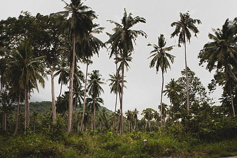 Cocoteros, cielo azul, cielo limpio, cocos, luz, tiempo de día, hierba, paisaje, naturaleza, Hojas de palma, palmeras, escénico, cielo, arboles, árbol, planta, clima tropical, palmera, crecimiento, belleza en la naturaleza, escena tranquila, tierra, tranquilidad, nadie, paisajes - naturaleza, vista de ángulo bajo, palmera de coco, día, altura maxima, escena no urbana, campo, al aire libre, arbol tropical, 5K, CC0, dominio público, libre de derechos