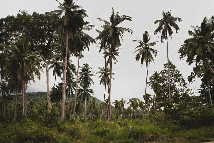 arbres de coco, cel blau, cel clar, cocos, la llum del dia, durant el dia, herba, paisatge, naturalesa, fulles de palma, palmeres, escènic, cel, arbres, arbre, planta, clima tropical, Palmera, creixement, bellesa a la natura, escena tranquil·la, terra, tranquil·litat, cap gent, escenics - natura, vista d’angle baix, palmera de coco, dia, alta - alta, escena no urbana, camp, a l'aire lliure, arbre tropical, 5K