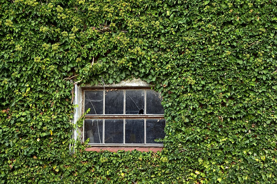 finestra, vell, paret, cobert, verd, fulles, rural, baviera, granja, graner, deteriorat, lamentable, decaïment, vidre, hauswand, trencat, planta, arquitectura, creixement, estructura construïda, color verd, exterior de l'edifici, arbre, edifici, cap gent, casa, dia, naturalesa, heura, full, part de la planta, a l'aire lliure, planta enredadera, bellesa a la natura, funció de construcció de parets, cobertura, 5K