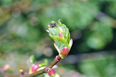 Spinne, Insekt, Makro, Natur, Tiere, Spinnennetz, Spinnentier, Hotel, rosa, Nahansicht, Pflanze, Wachstum, Fokus auf den Vordergrund, Tag, grüne Farbe, keine Leute, Blatt, Pflanzenteil, Tierwelt, Anfänge, draußen, Tiere in freier Wildbahn, Tier, Schönheit in der Natur, Knospe, ein Tier, Tierthemen, 4K, CC0, gemeinfrei, lizenzfrei
