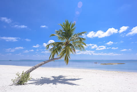 fotografie, copac de cocos, malul marii, plajă, nori, nucă de cocos, mediu inconjurator, exotic, orizont, idilic, natură, ocean, oceanshore, Oceanside, frunze de palmier, palmieri, paradis, nisip, decor, pitoresc, mare, peisaj marin, litoral, mal, cer, vară, tropical, apă, teren, palmier, climat tropical, plantă, scenice - natura, copac, frumusețe în natură, nor - cer, o scenă liniștită, liniște, orizontul peste apă, lumina soarelui, nici o persoana, palmier de cocos, în aer liber, copac tropical, 5K, CC0, domeniu public, fără drepturi de autor