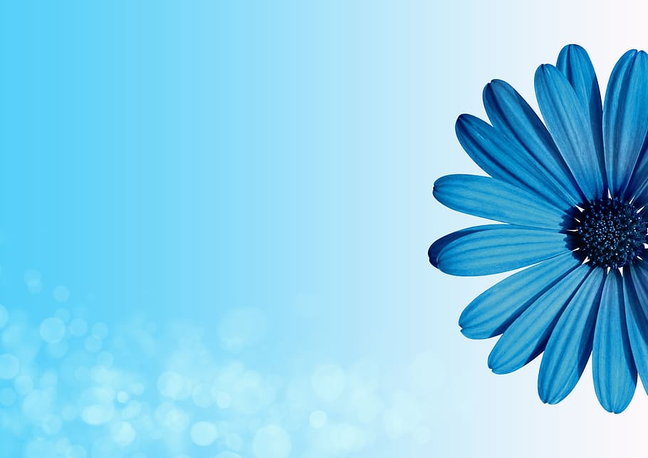 Hintergrund, Blume, Bokeh, Frühling, Grußkarte, kopieren sie platz, Geburtstag, blühen, Blau, leeren, Einladung, Gelegenheit, stilvoll, modern, Design, Blumen-, Gästebuch, Blog, Blogger, Geburtstagskarte, Gruß, herzlich willkommen, Frische, Schönheit in der Natur, blühende Pflanze, Nahansicht, Blütenblatt, Natur, Blütenstand, Pflanze, keine Leute, Blütenkopf, Zerbrechlichkeit, Wachstum, Verletzlichkeit, Himmel, Blauer Hintergrund, lebendige Farbe, draußen, türkisfarben, Weichheit, hell, lila, 5K
