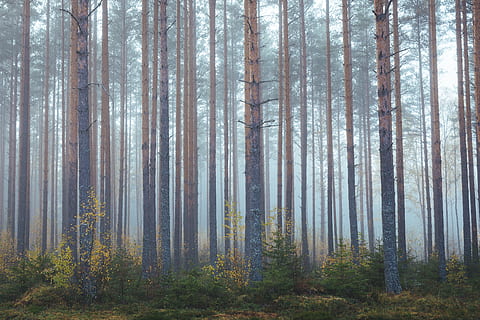 pine tress, plant, vegetation, nature, land, woodland, forest, tree, outdoors, grove, sunlight, weather, fog, mist, jungle, birch, rainforest, flare, light, tree trunk, animal, trunk, tranquility, beauty in nature, tranquil scene, no people, scenics - nature, growth, day, autumn, environment, pine woodland, pine tree, coniferous tree, 5K, CC0, public domain, royalty free