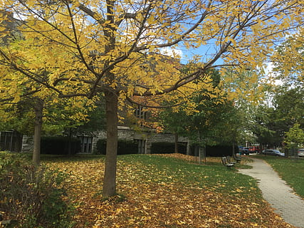 planta, arbre, tronc de l'arbre, herba, arbres de tardor a toronto, Canadà, toronto, a l'aire lliure, avet, abies, maple, Camí, mobles, banc, campus, automòbil, cotxe, vehicle, transport, full, tardor, canvi, naturalesa, bellesa a la natura, parc, creixement, groc, dia, part de la planta, parc - l'home va fer espai, cap gent, sendera, tranquil·litat, branca, terra, caure, 2K, CC0, domini públic, lliure de regalies