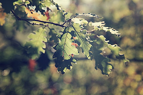 folha de Carvalho, folha, sai, carvalho, árvore, ramo, madeiras, floresta, ensolarado, flora, botânico, plantar, parte da planta, crescimento, natureza, fruta, beleza na natureza, Comida, comida e bebida, dia, ninguém, fechar-se, focar em primeiro plano, frescura, cor verde, ao ar livre, inseto, animal, borboleta - inseto, 5K, CC0, domínio público, royalty free
