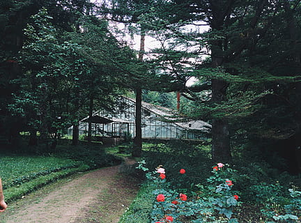 sti mellem haven, plante, træ, blomstrende plante, blomst, vækst, natur, skønhed i naturen, dag, friskhed, grøn farve, ingen mennesker, parkere, jord, udendørs, skrøbelighed, ro, sårbarhed, græs, park - mand skabt plads, arkitektur, 2K, CC0, offentligt domæne, royaltyfrie