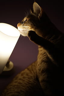 katt, lys, pattedyr, ett dyr, dyr, dyre temaer, huskatt, kjæledyr, innenlands, husdyr, feline, innendørs, ingen folk, belyst, nærbilde, virveldyr, belysningsutstyr, sidevisning, værhår, ser, studio skudd, elektrisk lampe, profilvisning, dyr hode, 5K, CC0, offentlig domene, opphavsrett gratis
