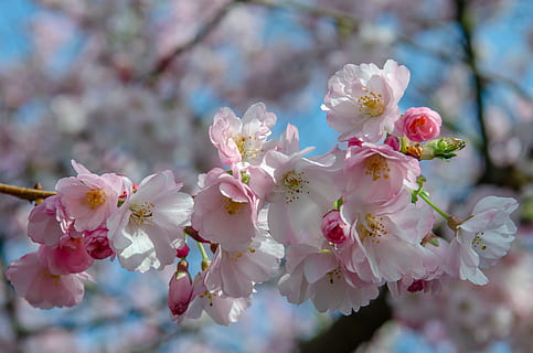 tree, flower, spring, cherry, japanese, pink, nature, color, garden, colorful, flowering plant, fragility, plant, vulnerability, freshness, beauty in nature, growth, close-up, blossom, petal, branch, pink color, springtime, day, cherry blossom, no people, twig, flower head, cherry tree, pollen, outdoors, bunch of flowers, plum blossom, 4K, CC0, public domain, royalty free