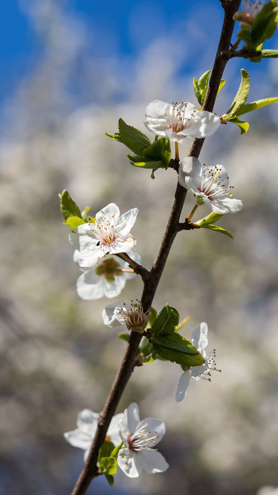 Natura, kwiaty, wiśnia, wiosna, może, kwiecień, biały, kwiat, kwiatostan, Oddział, Zielony, płatki, odchodzi, słupki, słońce, jasny, tło, zamazany, piękny, roślina kwitnąca, roślina, kruchość, wrażliwość, wzrost, piękno natury, świeżość, skupić się na pierwszym planie, biały kolor, zbliżenie, płatek, głowa kwiatu, żadnych ludzi, dzień, kwitnąć, pyłek, na dworze, zapylanie, Kwiat Wiśni, 5K