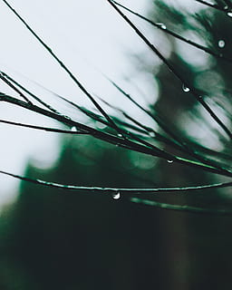 selektiv, fokus, stilk, dug, dråbe, dråber, uvæsentlige, likviditet, regn dråber, vand, vanddråber, våd, plante, ingen mennesker, tæt på, natur, dag, træ, vækst, skønhed i naturen, fokus på forgrunden, kabel, udendørs, selektiv fokusering, sårbarhed, skrøbelighed, kompleksitet, regndråbe, renhed, græsblad, 4K, CC0, offentligt domæne, royaltyfrie