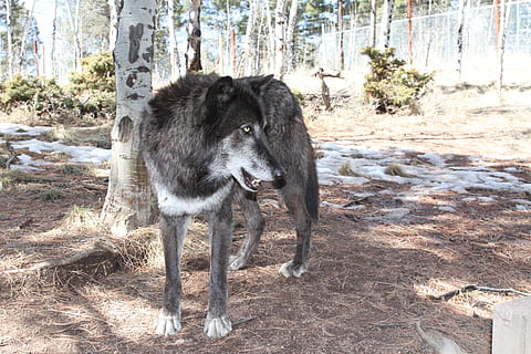 llop, llops, un animal, temes d'animals, animal, mamífer, mascotes, animals domèstics, vertebrats, nacional, arbre, naturalesa, dia, de peu, cap gent, caní, gos, terra, planta, llum solar, camp, tronc, 2K, CC0, domini públic, lliure de regalies