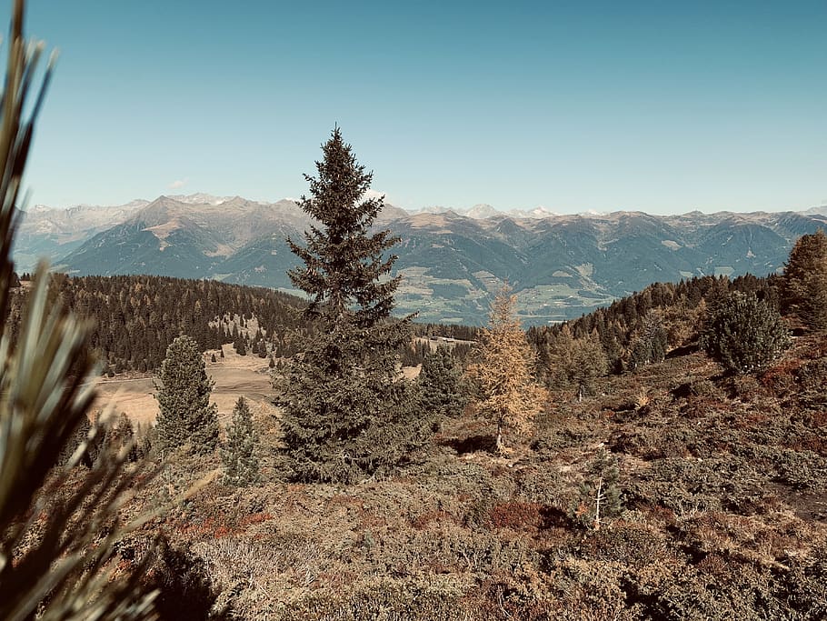 verde, alberi, sfondo di montagna, albero, pianta, abies, abete, natura, all'aperto, conifera, montagna, st. Lorenzen, Italia, 39030 st. Lorenzen, catena montuosa, natura selvaggia, picco, montagne, arrampicata, altopiano, terra, suolo, scenics - natura, cielo, bellezza nella natura, scena tranquilla, la tranquillità, paesaggio, ambiente, scena non urbana, nessuno, giorno, a distanza, cielo sereno, idilliaco, crescita, clima, clima arido, 4K