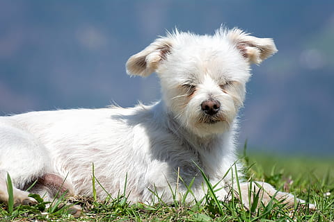 perro, blanco, acostado, afuera, prado, hierba, perro pequeño, híbrido, animal, mascota, dormitar, un animal, nacional, mascotas, mamífero, canino, temas de animales, animales domesticos, vertebrado, planta, animal joven, nadie, naturaleza, el color blanco, retrato, día, mirando a la cámara, perrito, al aire libre, pequeña, boca abierta, 2K, CC0, dominio público, libre de derechos