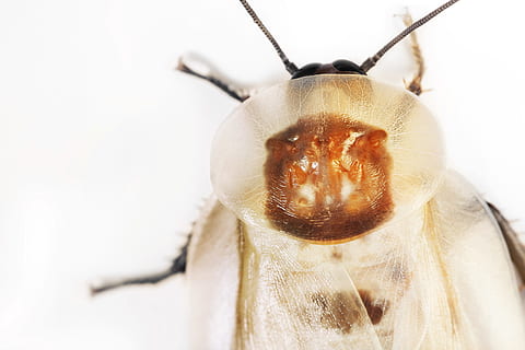 escarabat, volar, error, ales, blanc, primer pla, animal, un animal, temes d'animals, invertebrat, primer pla extrem, fons blanc, part del cos dels animals, fauna animal, cap gent, insecte, animals a la natura, enfocament selectiu, antena animal, macro, tir de l'estudi, naturalesa, marró, Color blanc, defocated, petit, 2K, CC0, domini públic, lliure de regalies