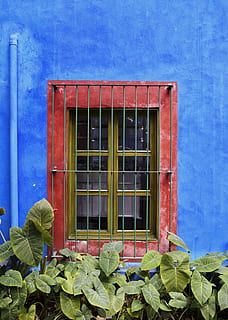 finestra groga tancada, finestra, blau, part de la planta, full, exterior de l'edifici, estructura construïda, arquitectura, planta, dia, edifici, naturalesa, cap gent, creixement, vidre - material, vermell, a l'aire lliure, planta amb flors, flor, color verd, casa, marc de finestra, 5K, CC0, domini públic, lliure de regalies