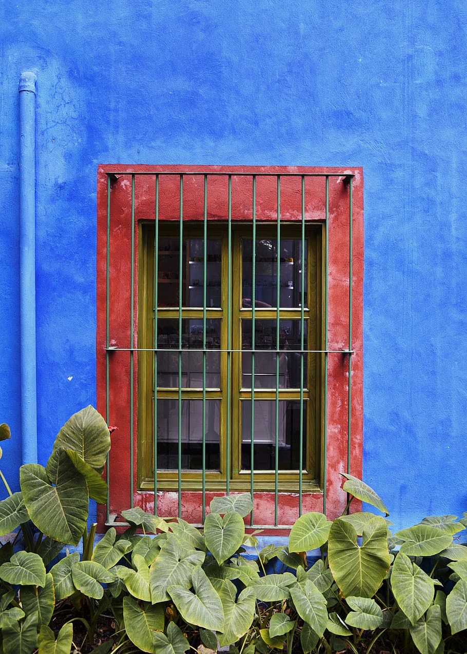 finestra groga tancada, finestra, blau, part de la planta, full, exterior de l'edifici, estructura construïda, arquitectura, planta, dia, edifici, naturalesa, cap gent, creixement, vidre - material, vermell, a l'aire lliure, planta amb flors, flor, color verd, casa, marc de finestra, 5K