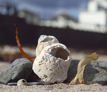 muslingeskal, fokus på forgrunden, tæt på, ingen mennesker, dag, natur, jord, strand, klippe, sollys, solid, udendørs, sand, dyreliv, Kunst og håndværk, knogle, dyr, stilleben, sten-, rock-objekt, ro, rullesten, 4K, CC0, offentligt domæne, royaltyfrie