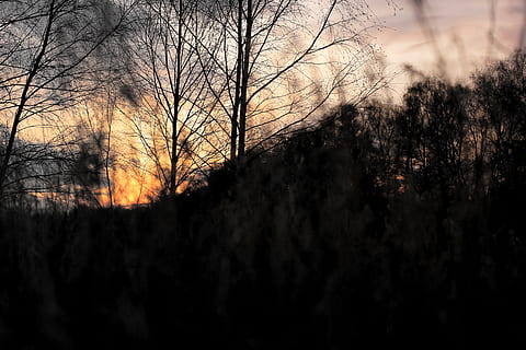 Soleil, le coucher du soleil, forêt, foncé, caché, arbre, silhouette, plante, ciel, arbre nu, la nature, tranquillité, beauté dans la nature, personne, couleur orange, scène tranquille, terre, branche, paysages - nature, tronc d'arbre, nuage - ciel, tronc, en plein air, scène non urbaine, 5K, CC0, domaine public, libre de droits