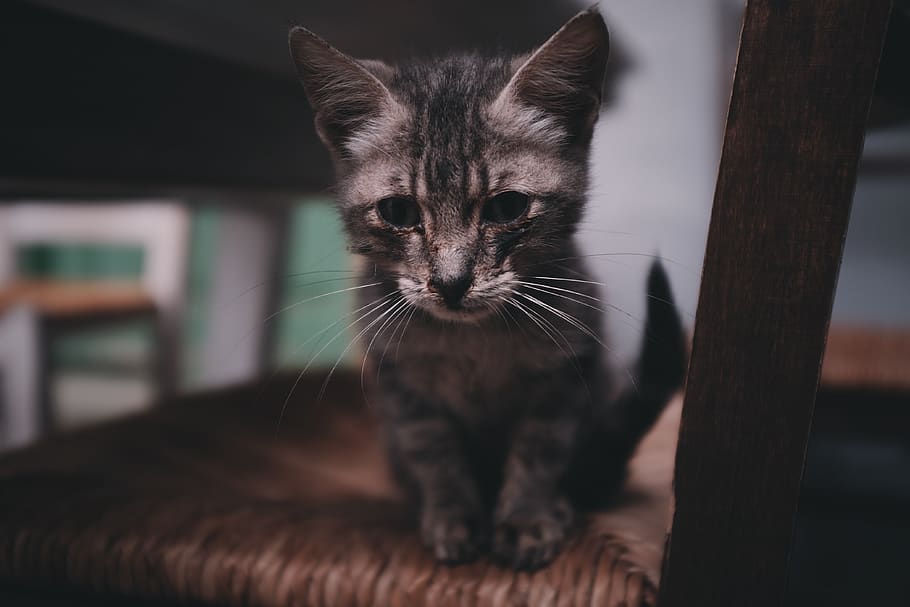 gatet marró de tabby, gat, mascota, animal, mamífer, fusta, manx, gatet, fusta dura, Grècia, chios, abissini, fusta contraxapada, sòls, siamès, pis, foc, barana, mobles, prestatgeria, nacional, mascotes, animals domèstics, gat domèstic, un animal, temes d'animals, felí, retrat, mirant la càmera, cap gent, bigotis, vertebrats, centrar-se en primer pla, material de fusta, a l'interior, primer pla, tabby, ull d’animals, 4K