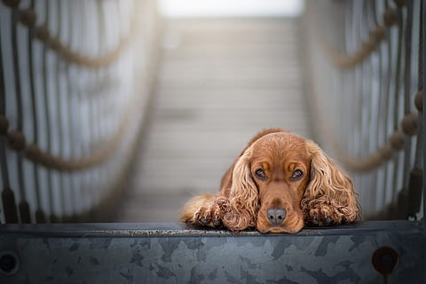cocker spaniel, spaniel, conjunts, gos, cocker, animal, cadell, Anglès cocker spaniel, mascotes, animals domèstics, un animal, nacional, mamífer, caní, temes d'animals, mirant la càmera, vertebrats, marró, retrat, dia, cap gent, centrar-se en primer pla, enfocament selectiu, barana, a l'interior, 2K, CC0, domini públic, lliure de regalies